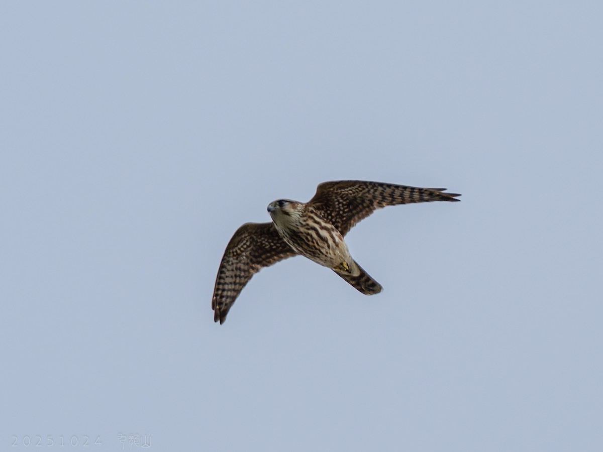 Merlin - ML646112585