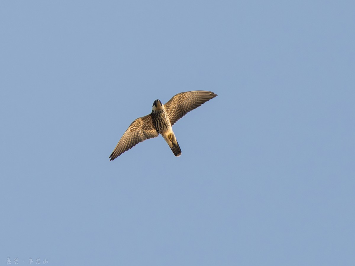 Eurasian Hobby - ML646112588