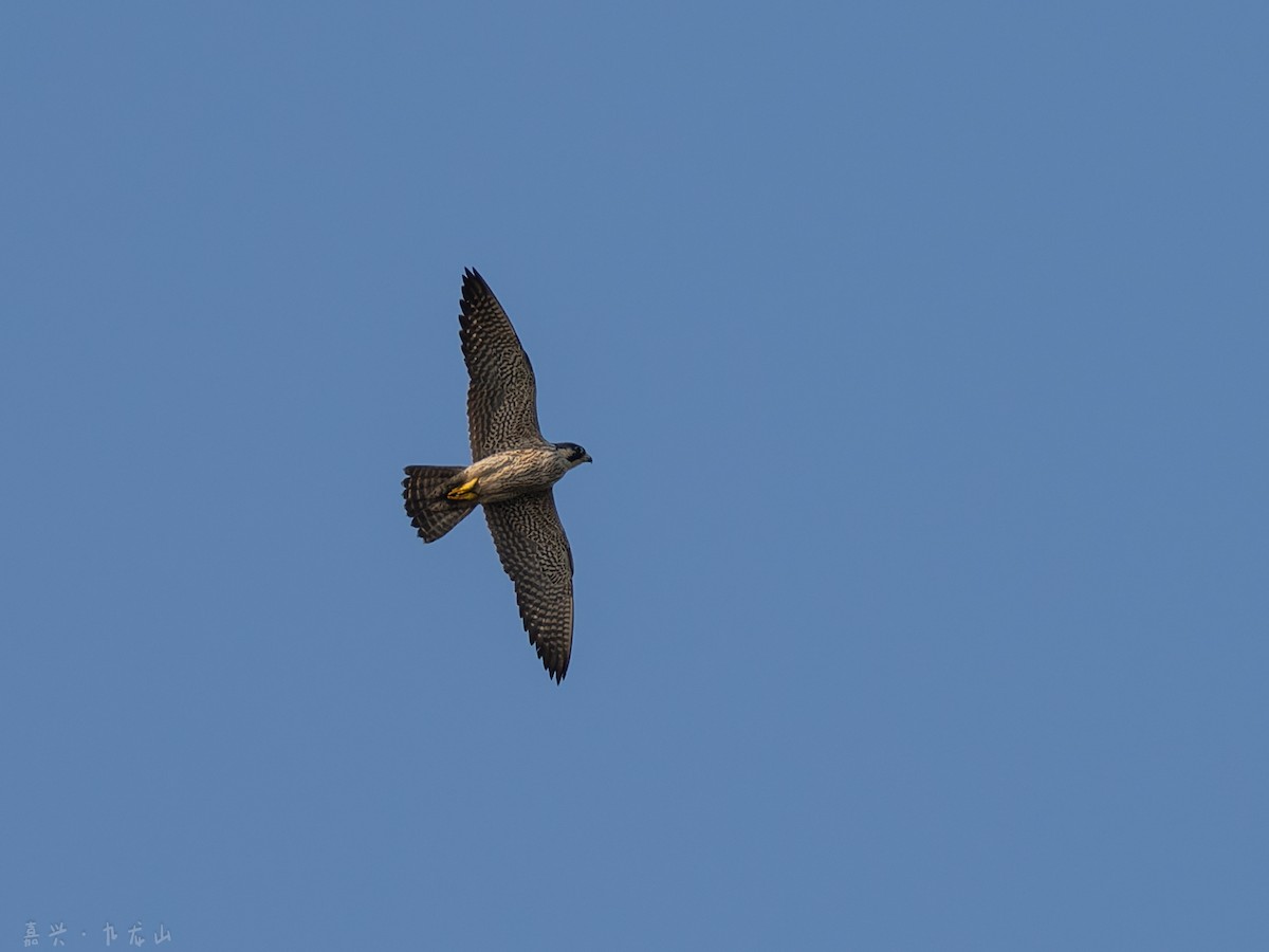 Peregrine Falcon - ML646112603