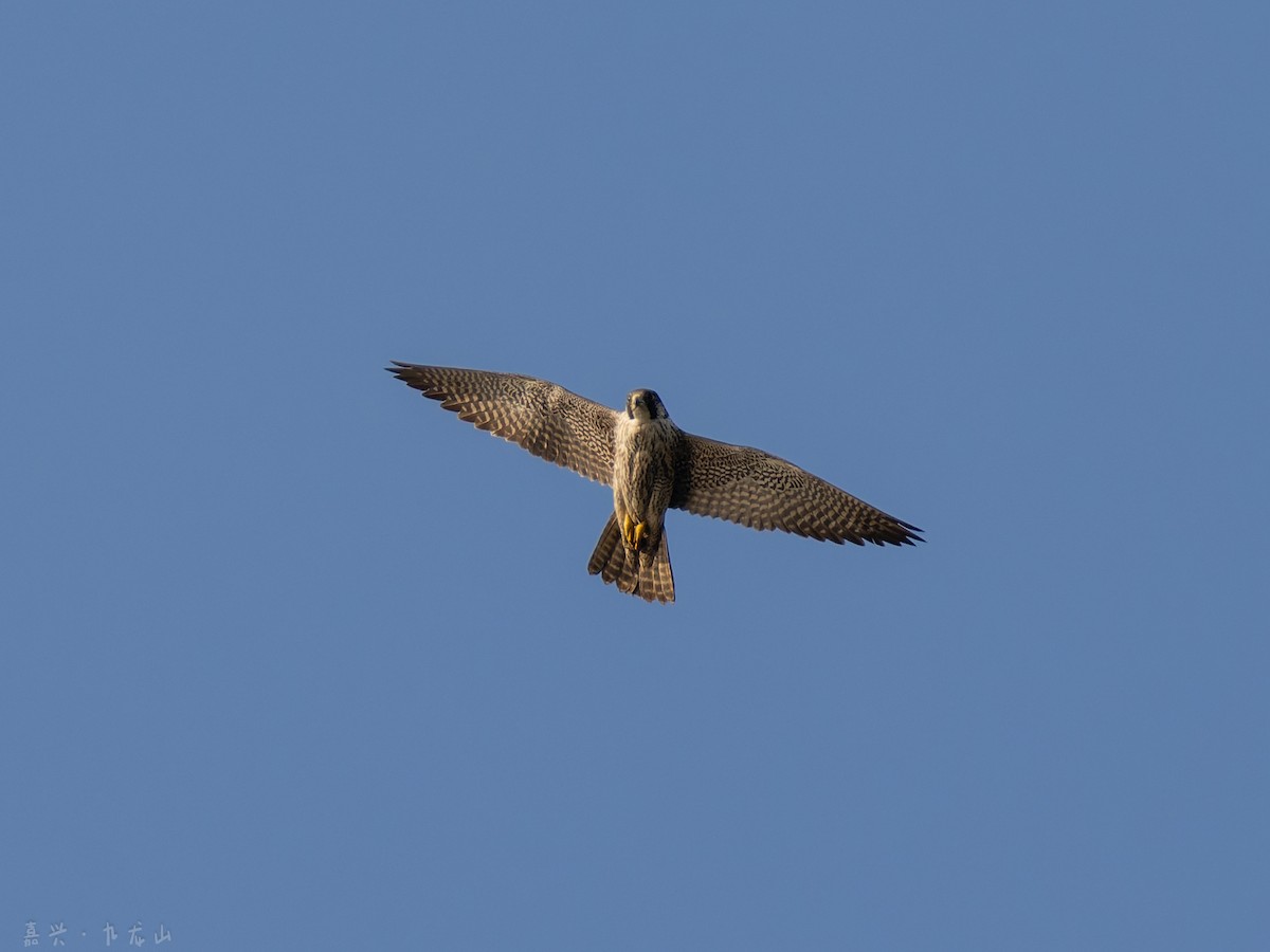 Peregrine Falcon - ML646112604