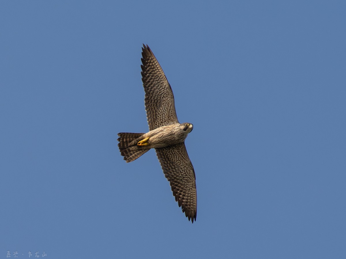 Peregrine Falcon - ML646112605