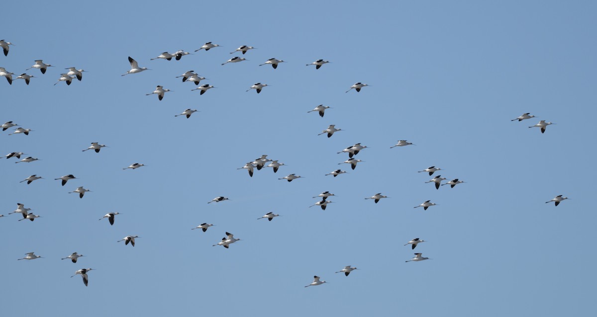 American Avocet - ML646112607