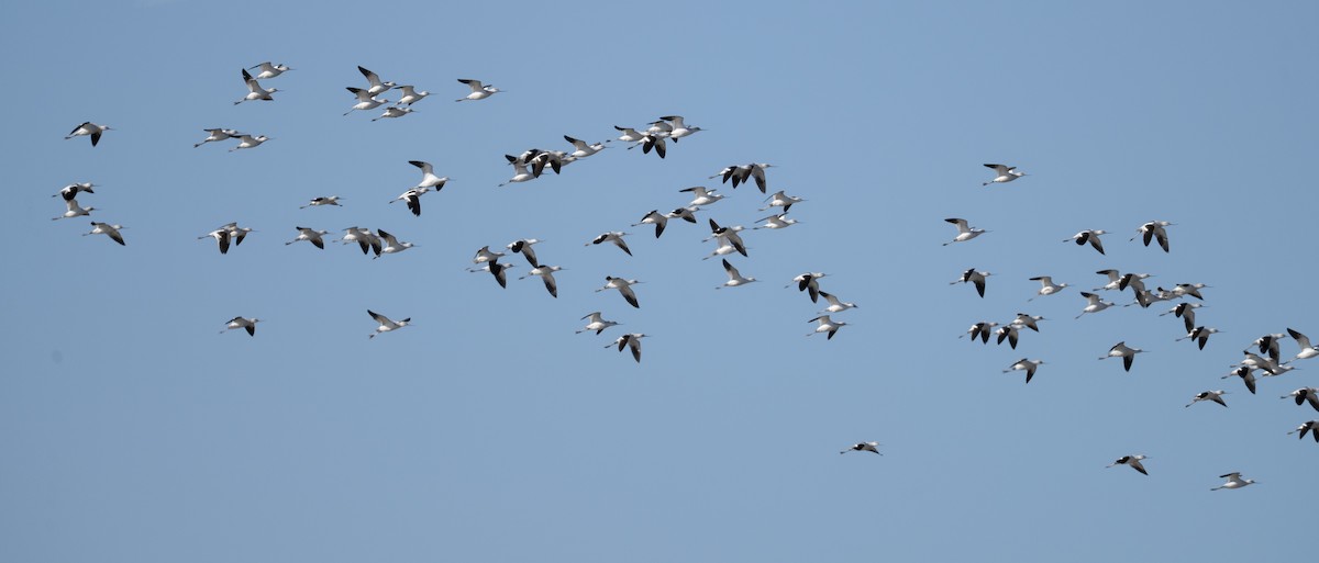 American Avocet - ML646112608