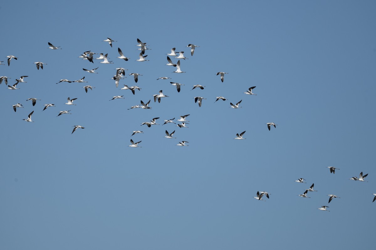 American Avocet - ML646112609