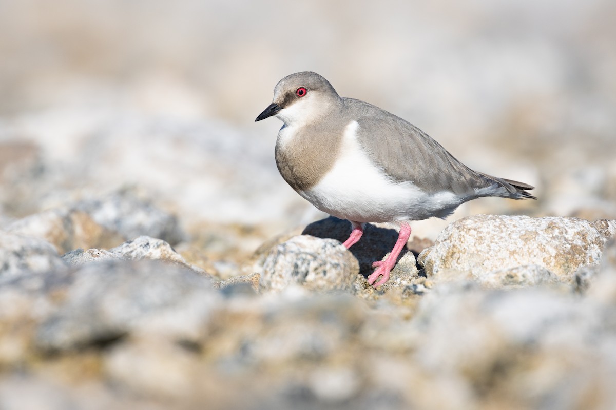 Magellanic Plover - ML646112610