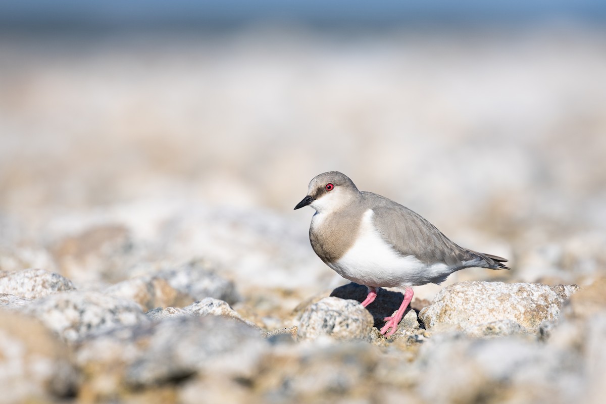 Magellanic Plover - ML646112611