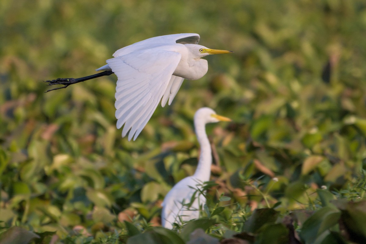 Eastern Cattle-Egret - ML646112612