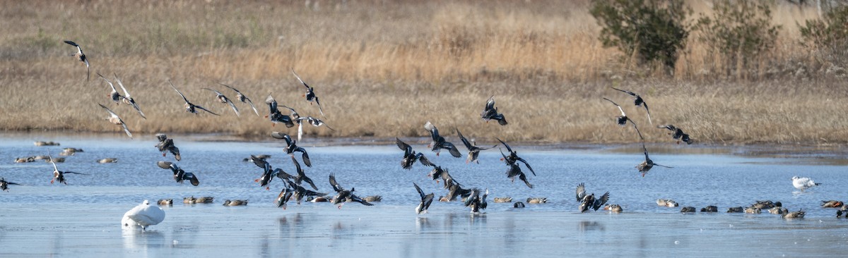 Northern Shoveler - ML646112613
