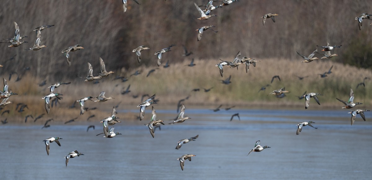 Northern Shoveler - ML646112614