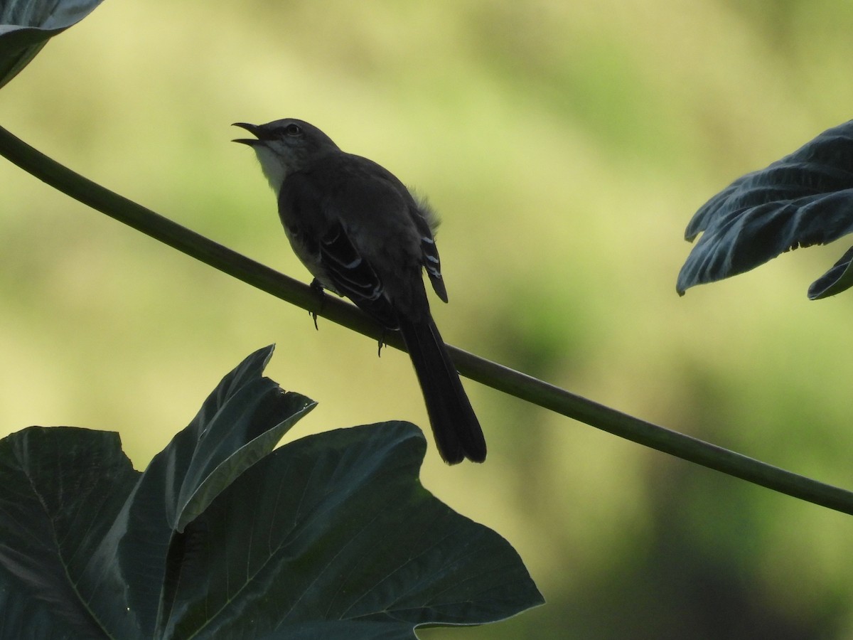 Northern Mockingbird - ML646112615