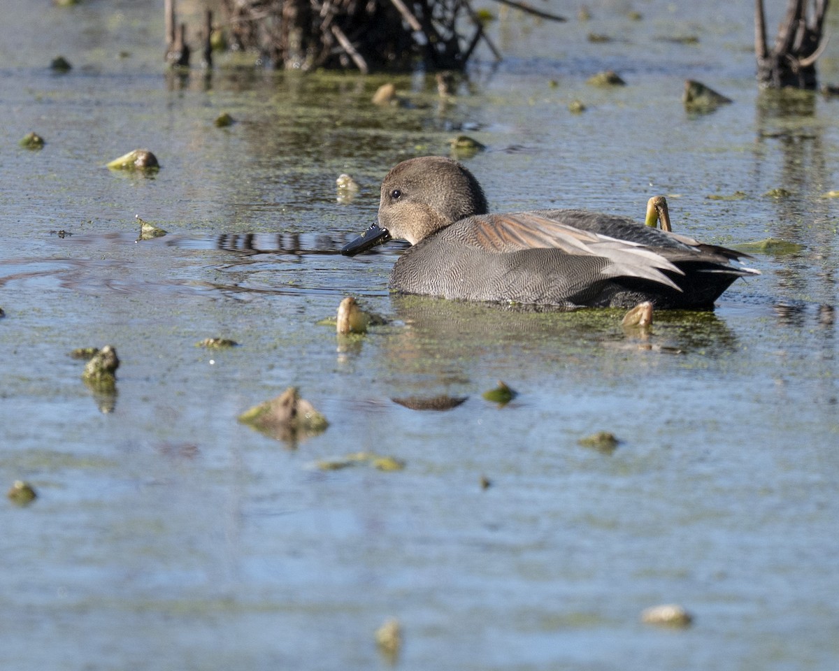 Gadwall - ML646112616