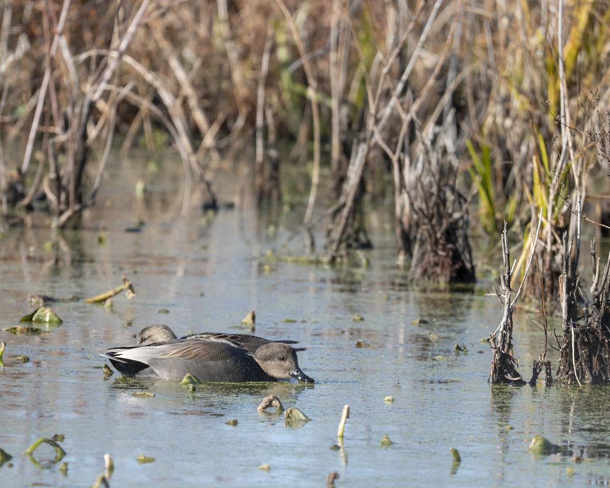 Gadwall - ML646112617