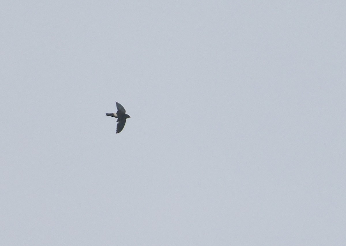 Band-rumped Swift - ML646112619