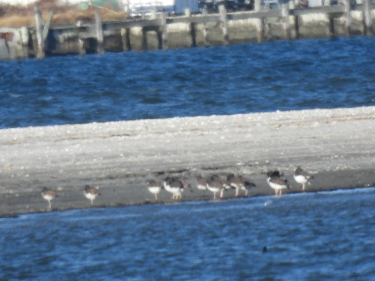 American Oystercatcher - ML646112620