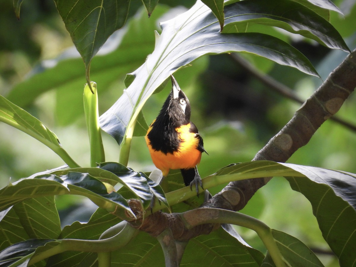 Venezuelan Troupial - ML646112621