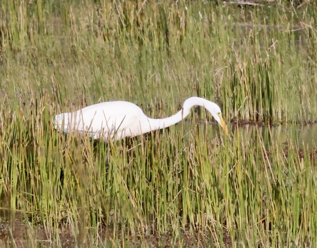 Great Egret - ML646112622