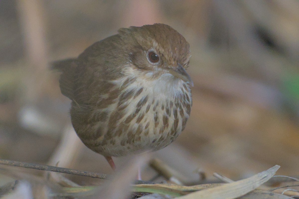 Puff-throated Babbler - ML646112623