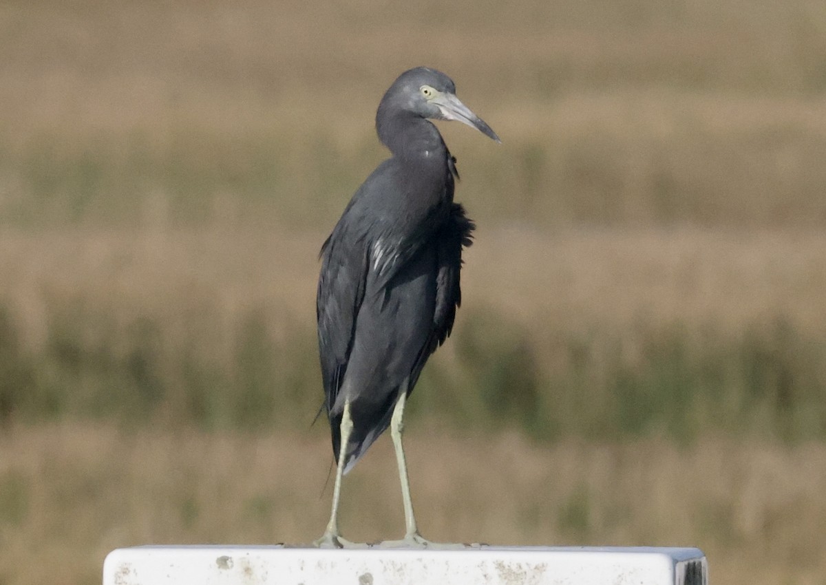 Little Blue Heron - ML646112624