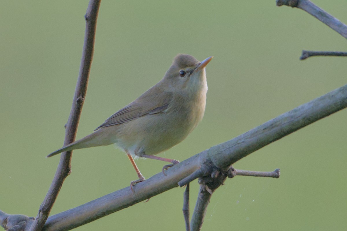 Blyth's Reed Warbler - ML646112627