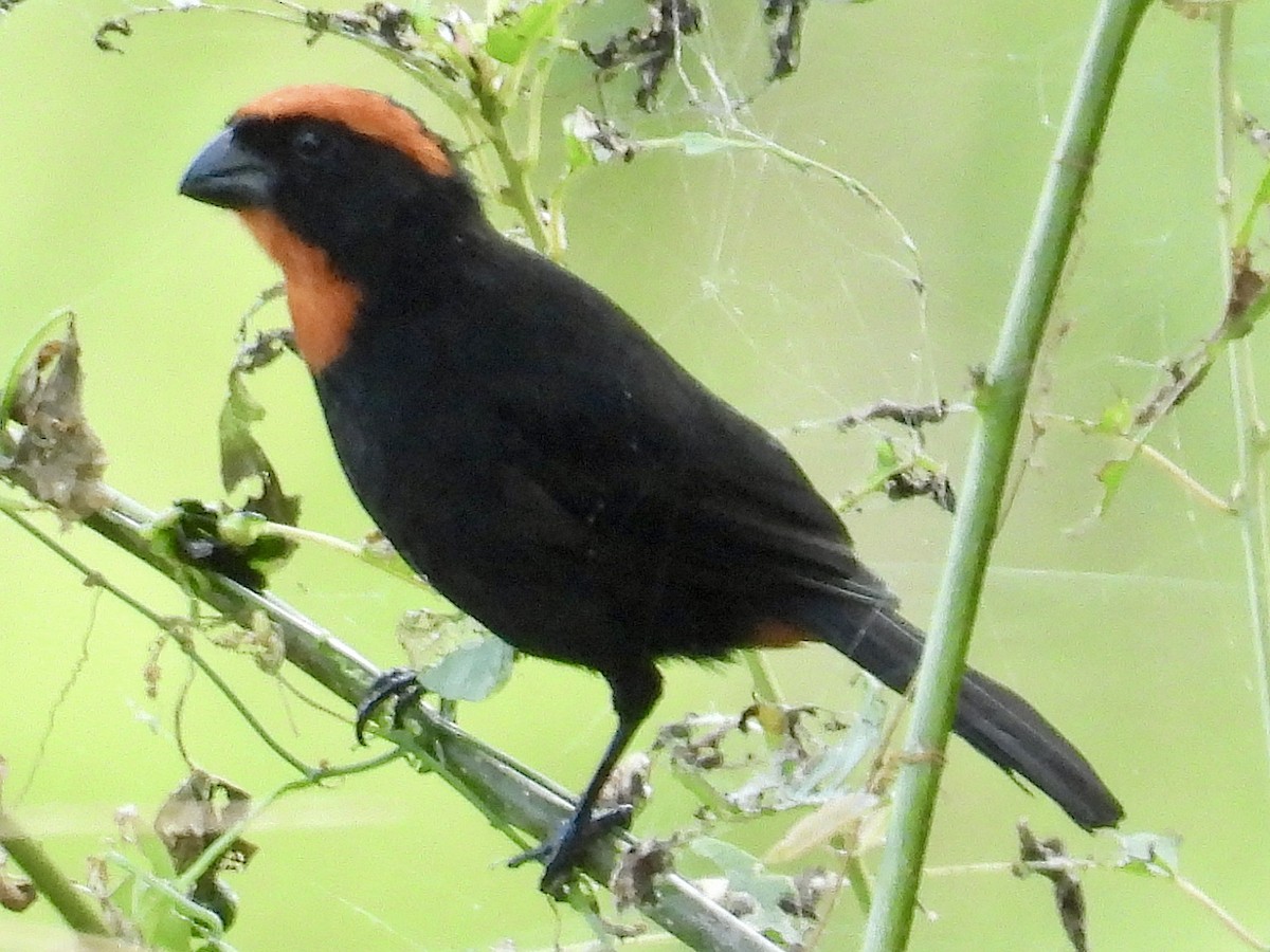 Puerto Rican Bullfinch - ML646112628