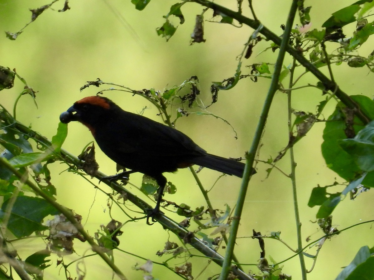Puerto Rican Bullfinch - ML646112629