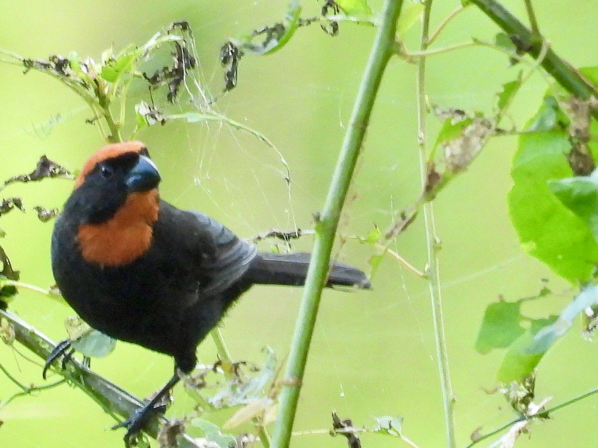Puerto Rican Bullfinch - ML646112630
