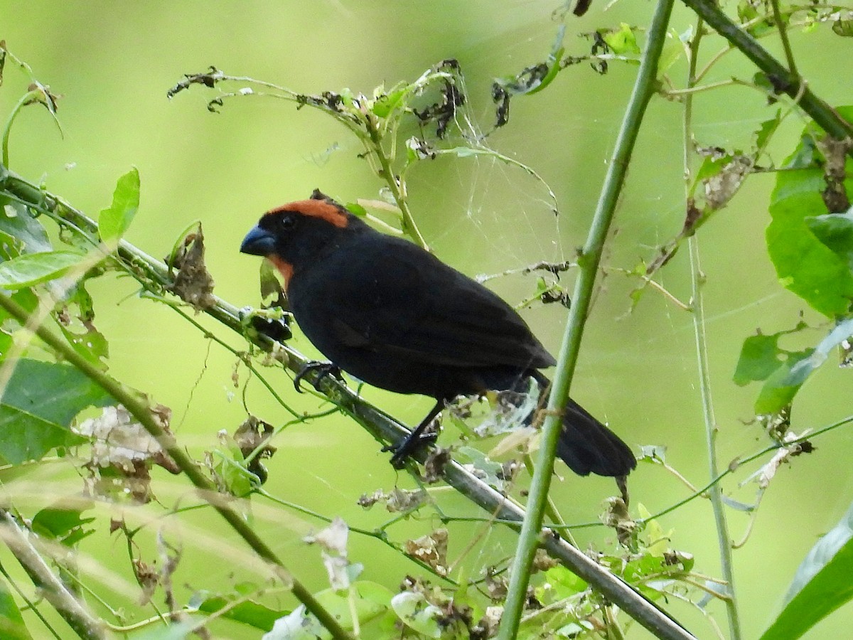 Puerto Rican Bullfinch - ML646112631
