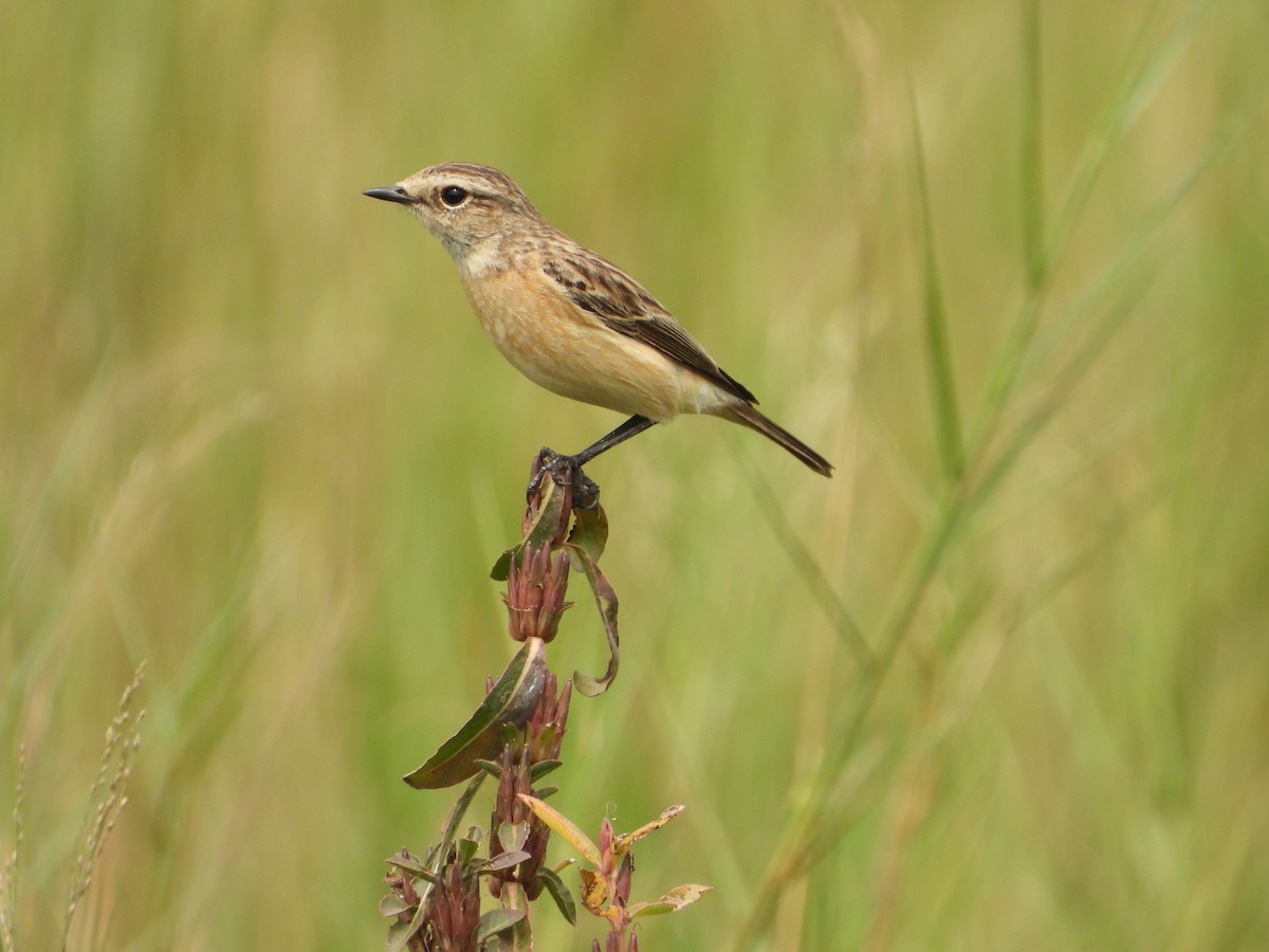 Siberian Stonechat - ML646112632