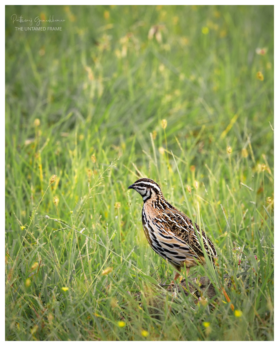 Gray Francolin - ML646112633