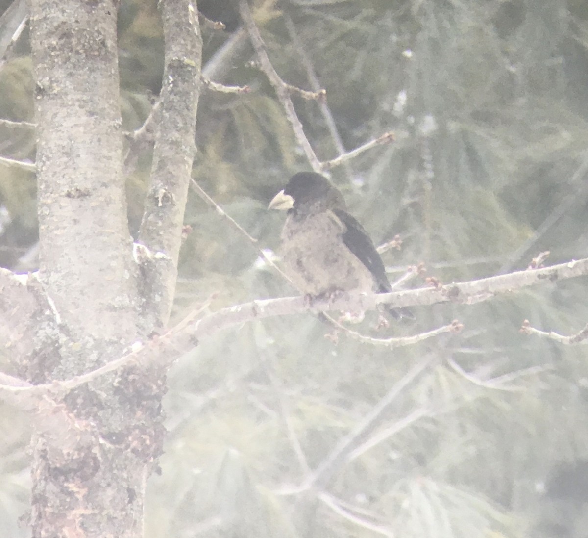 Evening Grosbeak - ML646112634