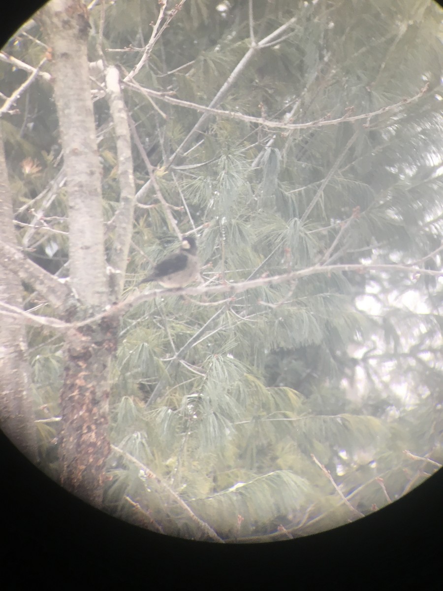 Evening Grosbeak - ML646112635