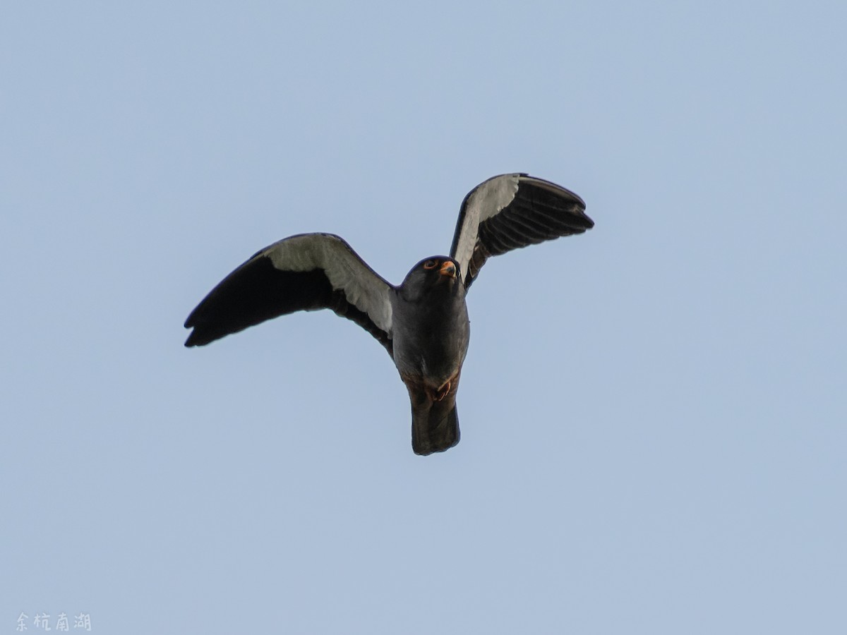 Amur Falcon - ML646112636
