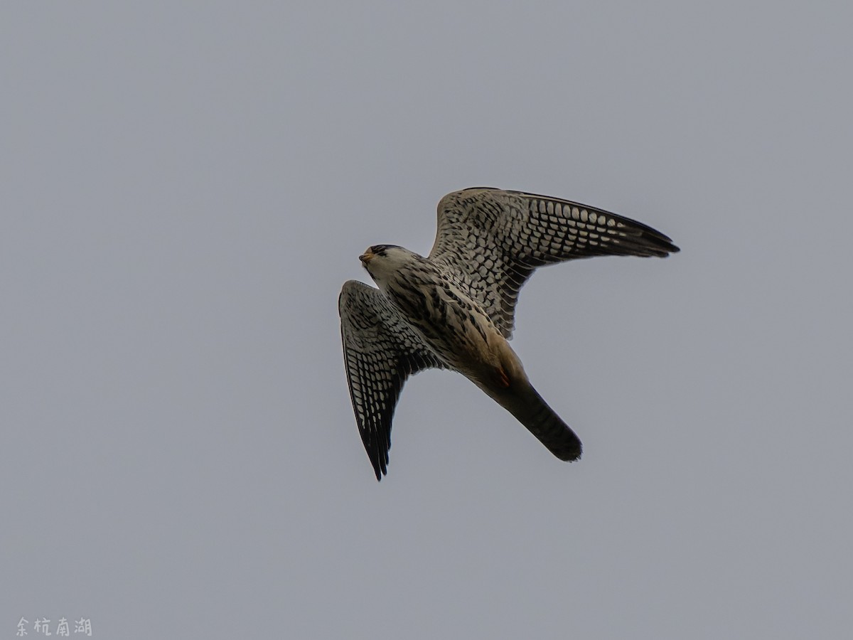 Amur Falcon - ML646112637