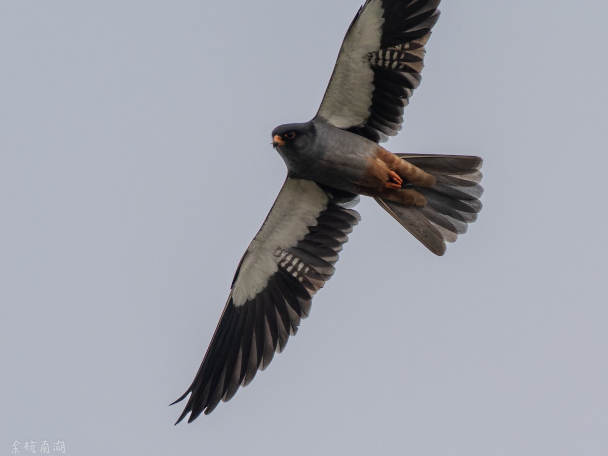 Amur Falcon - ML646112638