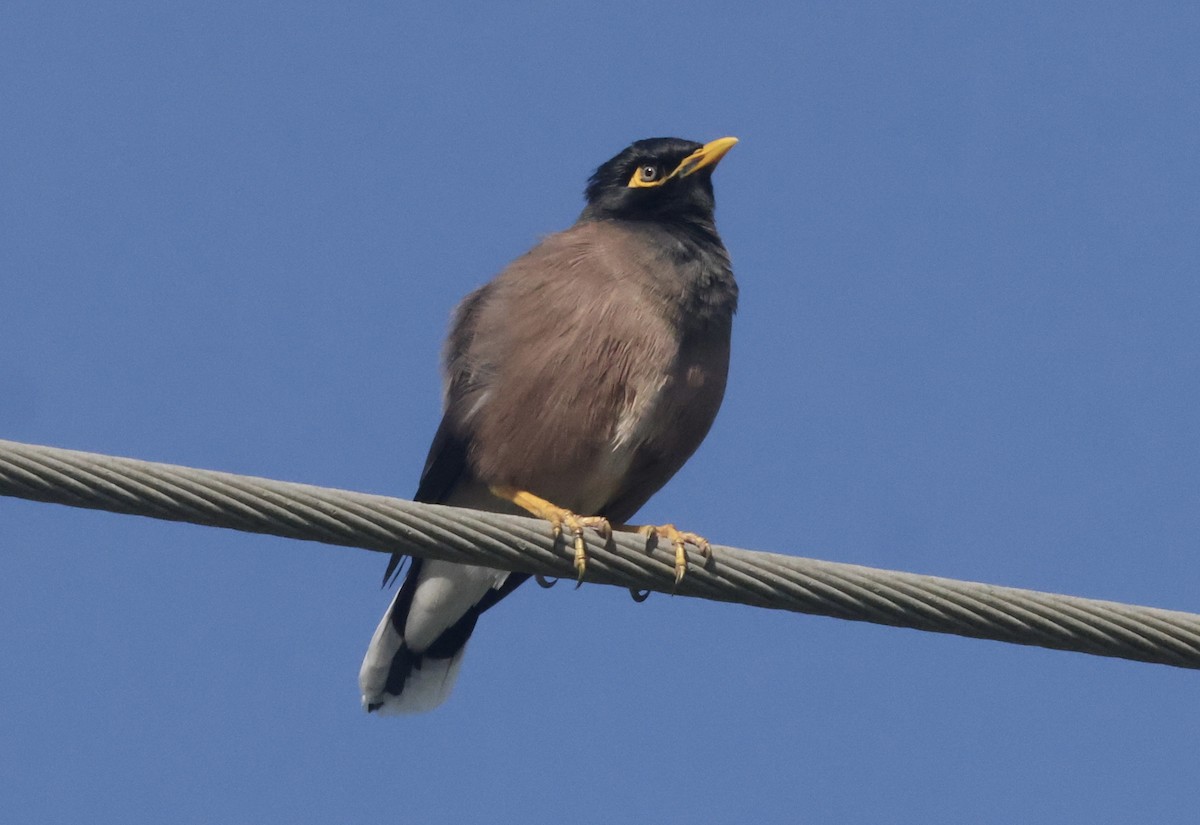 Common Myna - ML646112641