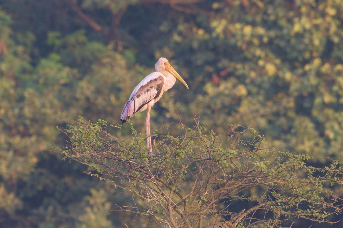 Painted Stork - ML646112642