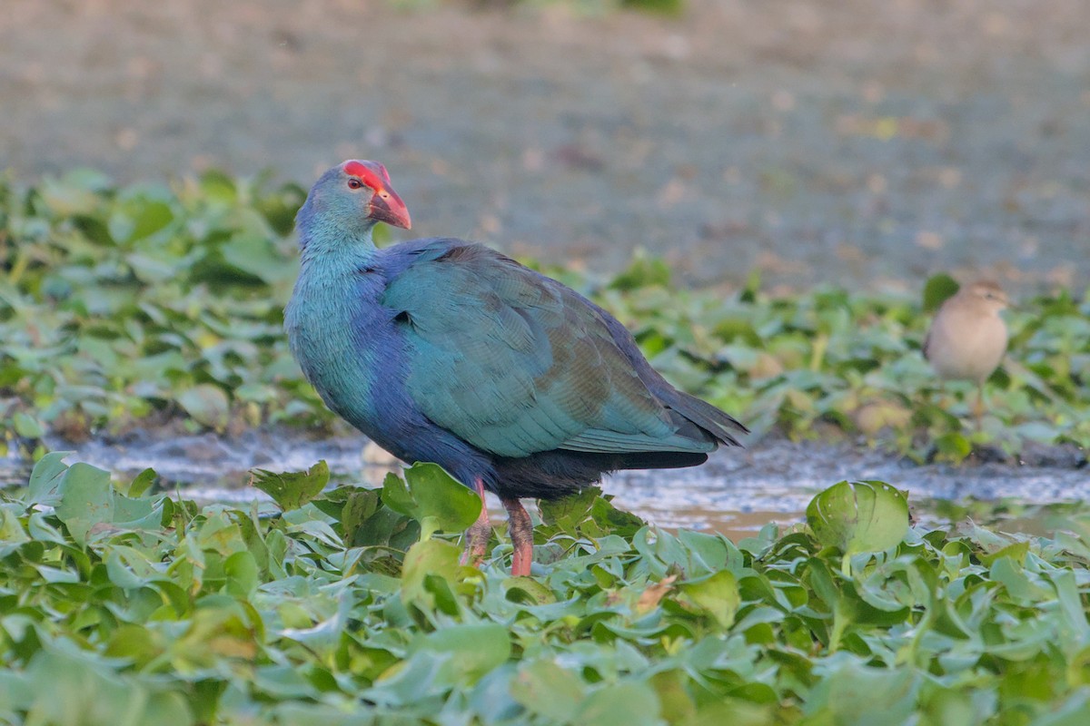 Gray-headed Swamphen - ML646112654