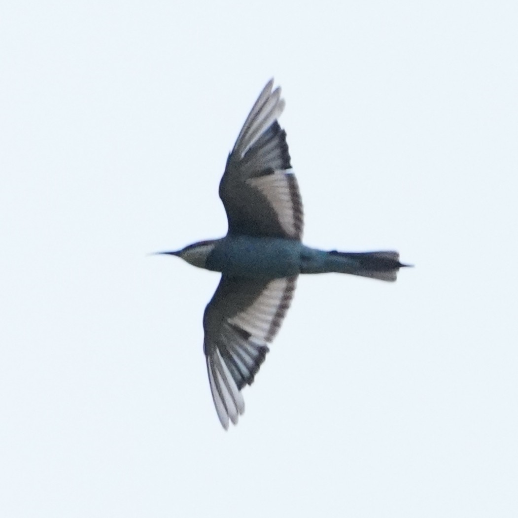 European Bee-eater - ML646112655