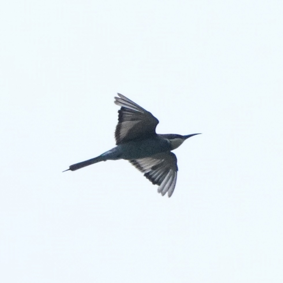 European Bee-eater - ML646112656