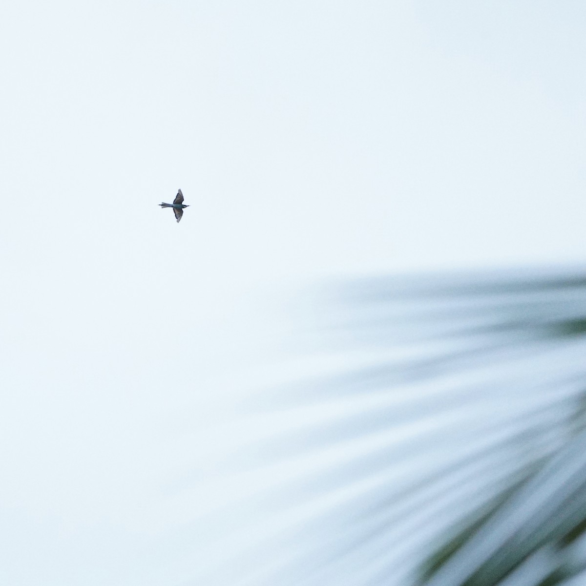 European Bee-eater - ML646112657