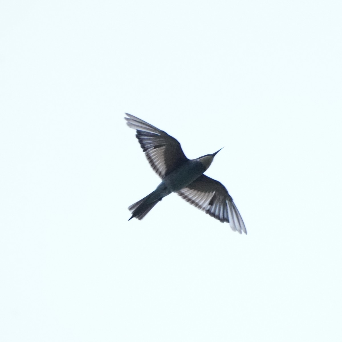 European Bee-eater - ML646112658