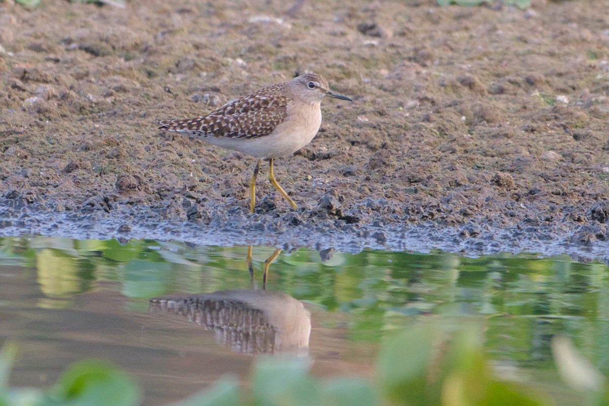 vodouš bahenní - ML646112662