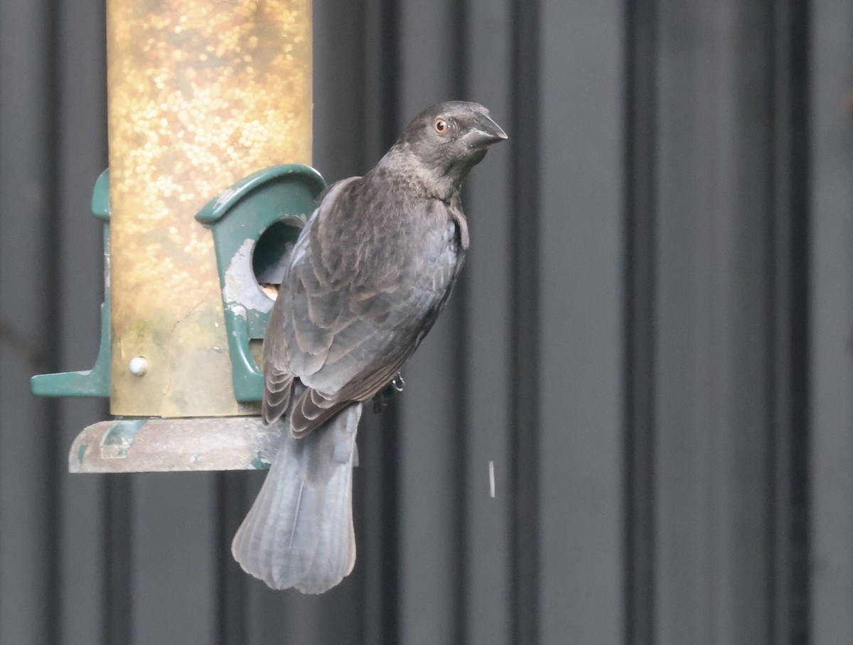 Красноглазый трупиал - ML646112663