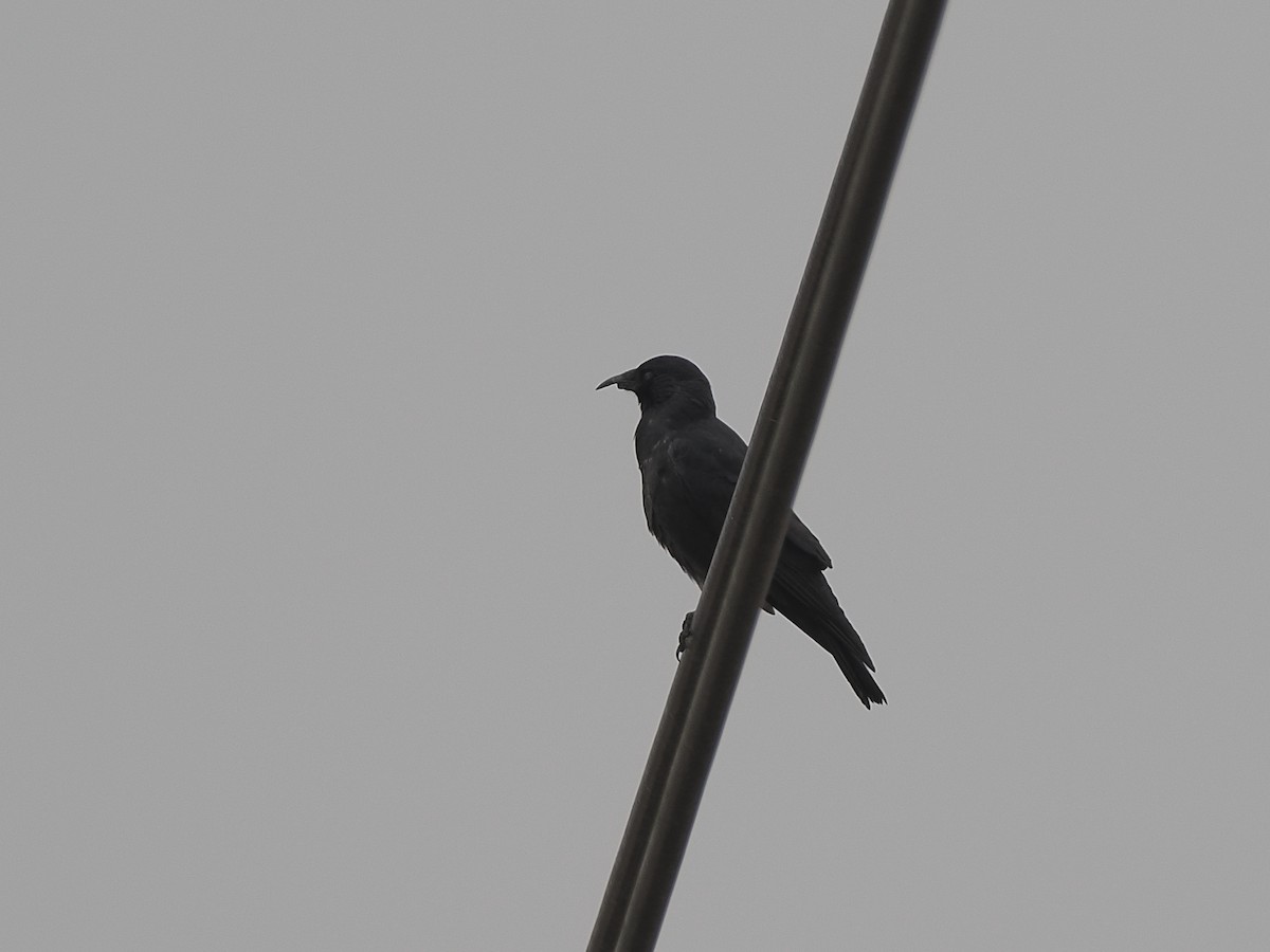 Grajilla Oriental - ML646112664