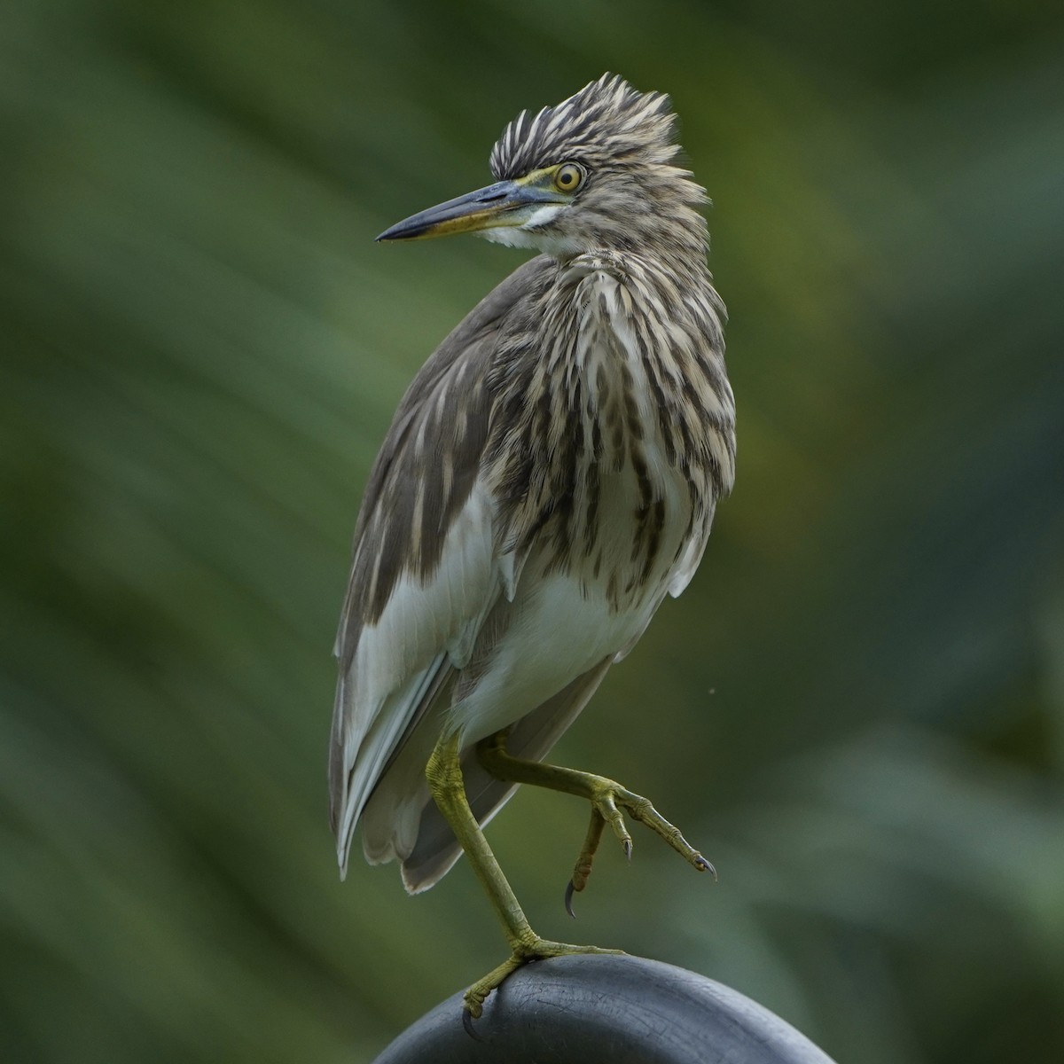 Indian Pond-Heron - ML646112665