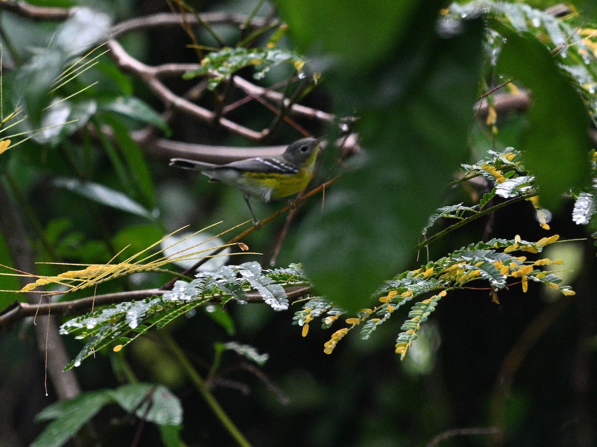 Magnolia Warbler - ML646112673