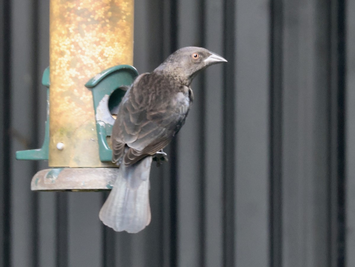 Красноглазый трупиал - ML646112674