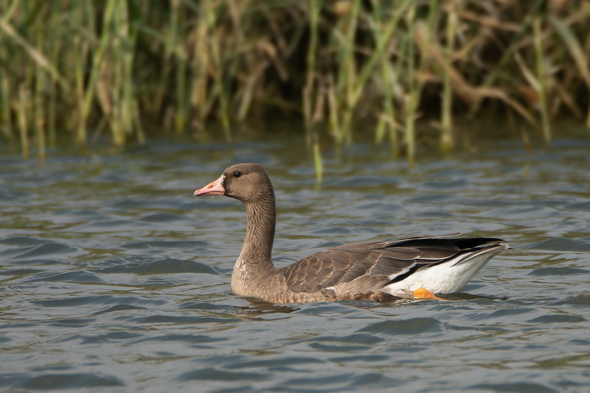 Greater White-fronted Goose - ML646112676