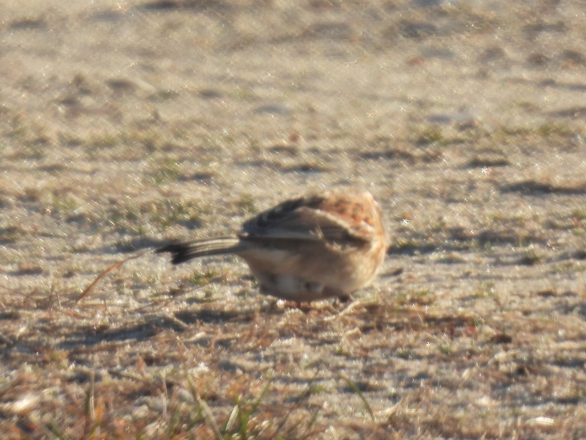 Пасовник північний - ML646112677