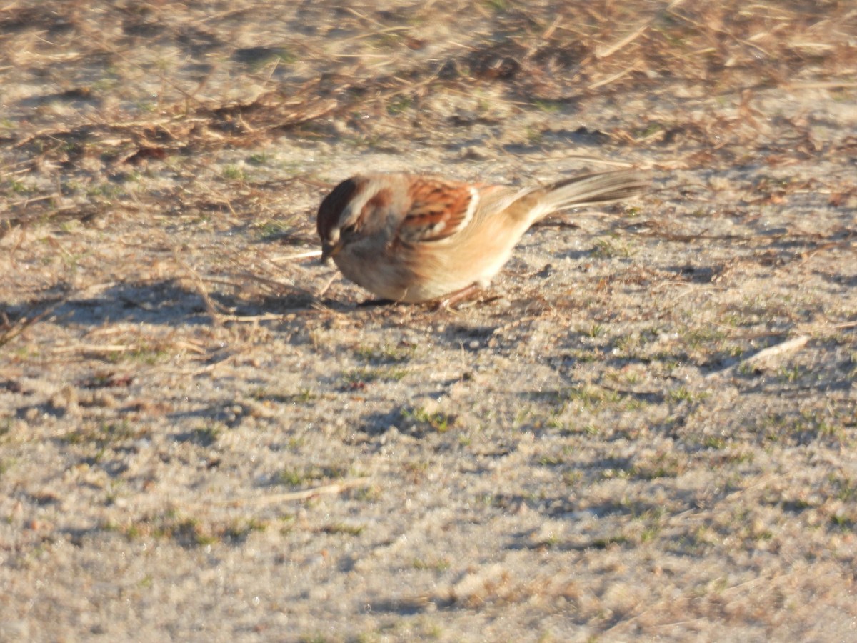 Пасовник північний - ML646112678